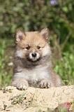 CHIEN FINNOIS DE LAPONIE 411